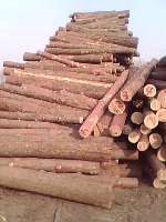 木板材,原木,木质型材,木制片料,其他木质材料,木制线料-达利木材加工厂